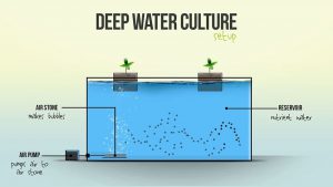 کشت هیدروپونیک روش کشت عمیق آبی (Deep Water Culture)