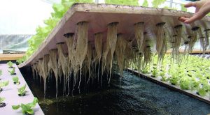 روش کشت عمیق آبی (Deep Water Culture)